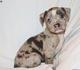 AKC American Bully Puppies