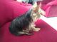 Hermoso Yorkshire Terrier macho para montas