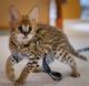 African Serval Kittens WhatsApp +27842597191