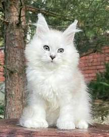 img0