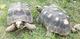 vendo pareja de tortuagas morrocoy adultas