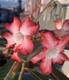 PLantas Rosas del desierto adenium