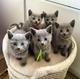 Russian Blue Kittens WhatsApp +27842597191