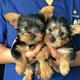 Hermosos cachorros de Yorkshire a la venta