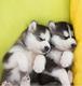 Cachorros de husky para tu hogar