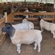 25 Dorper Sheep Adultos disponibles 