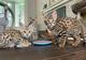 Savannah gatito, serval, caracal disponible