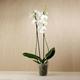 Orquídeas Phalaenopsis en venta