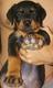 Cachorros de Rottweiler preciosos 