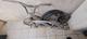 Vendo cuadro de bicicleta 20