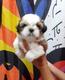  CAMADA DE SHIH TZU CON PEDIGREE EN VENTA TODOS MACHOS.