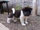 Hermosos cachorros de Akita listos para su nuevo hogar 3 niñ