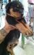  ROTTWEILER CACHORROS EN VENTA 