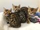 Mini gatos bengalí leopardo con papeles