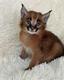 Caracal Kittens WhatsApp +27842597191
