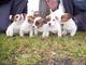 Regalo Cachorros Cachorros Jack Russell,whatsapp613372697
