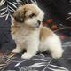 Hermosos cachorros Shitzus con pedigrí