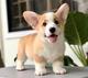 Cachorros Prembroke Welsh Corgi