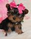 cachorros yorkie disponibles ahora () 